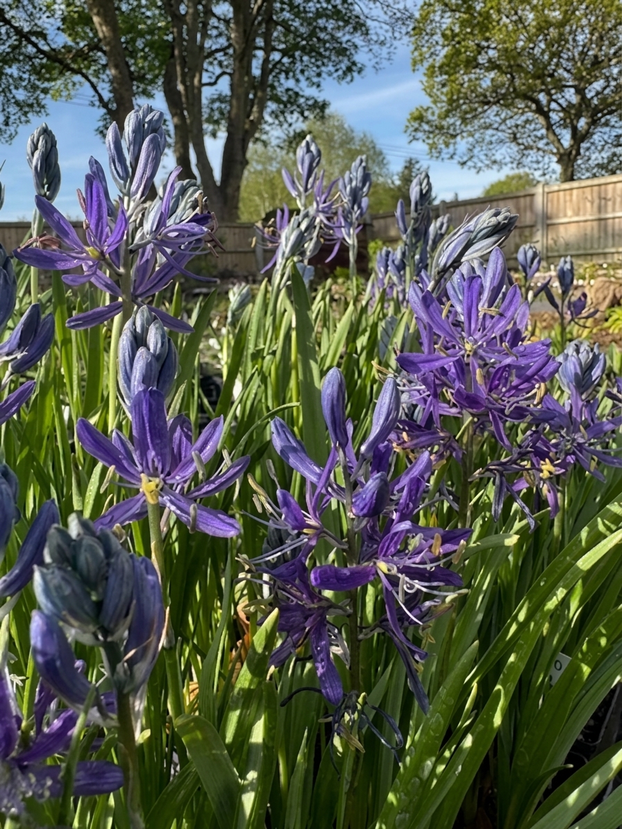 Camassia quamash 